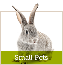 Small Pets
